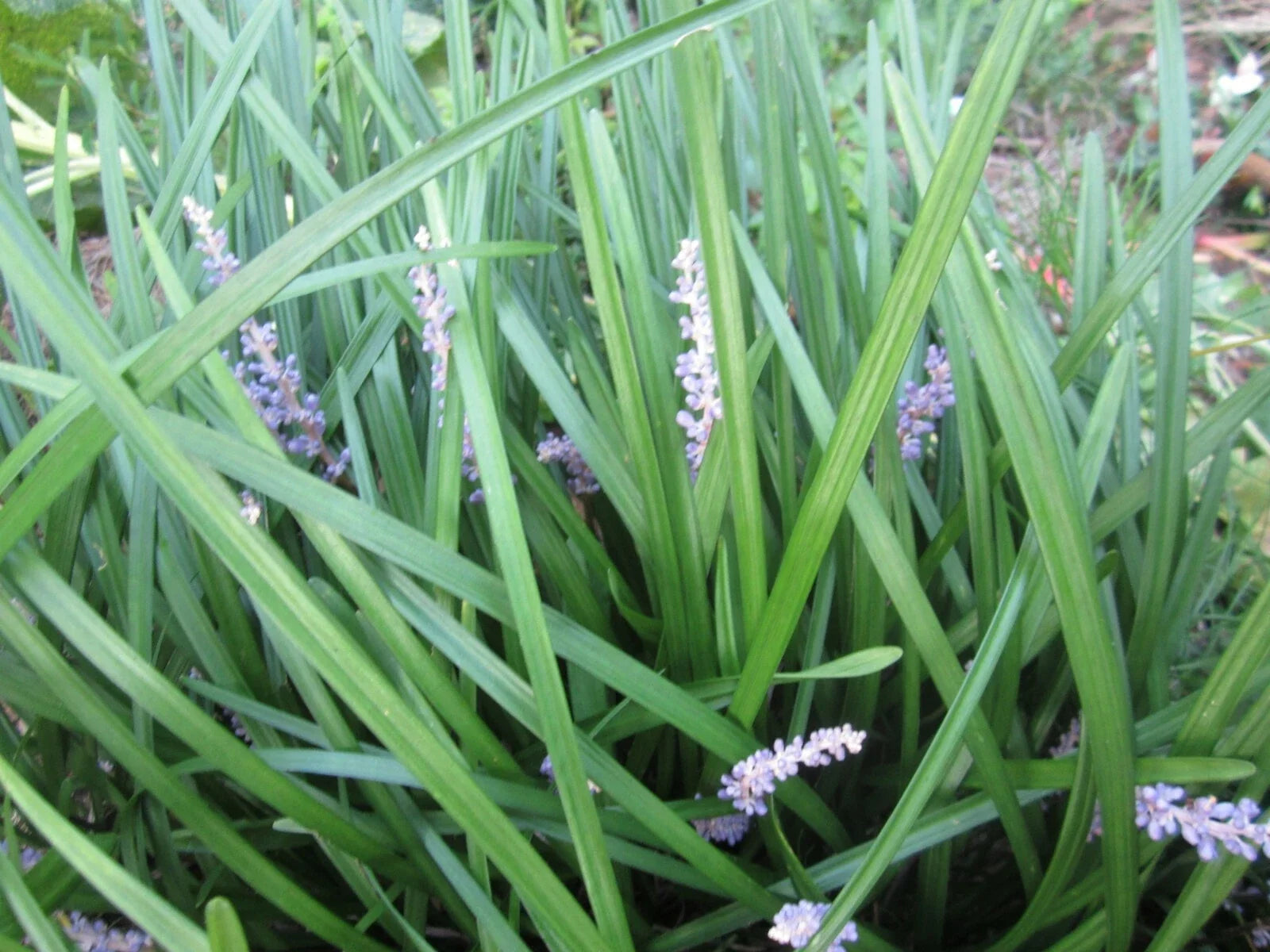Liriope Plants 99 Count - Monkey Grass - Perennial Ground Cover - Liriope muscari for Borders and Landscaping