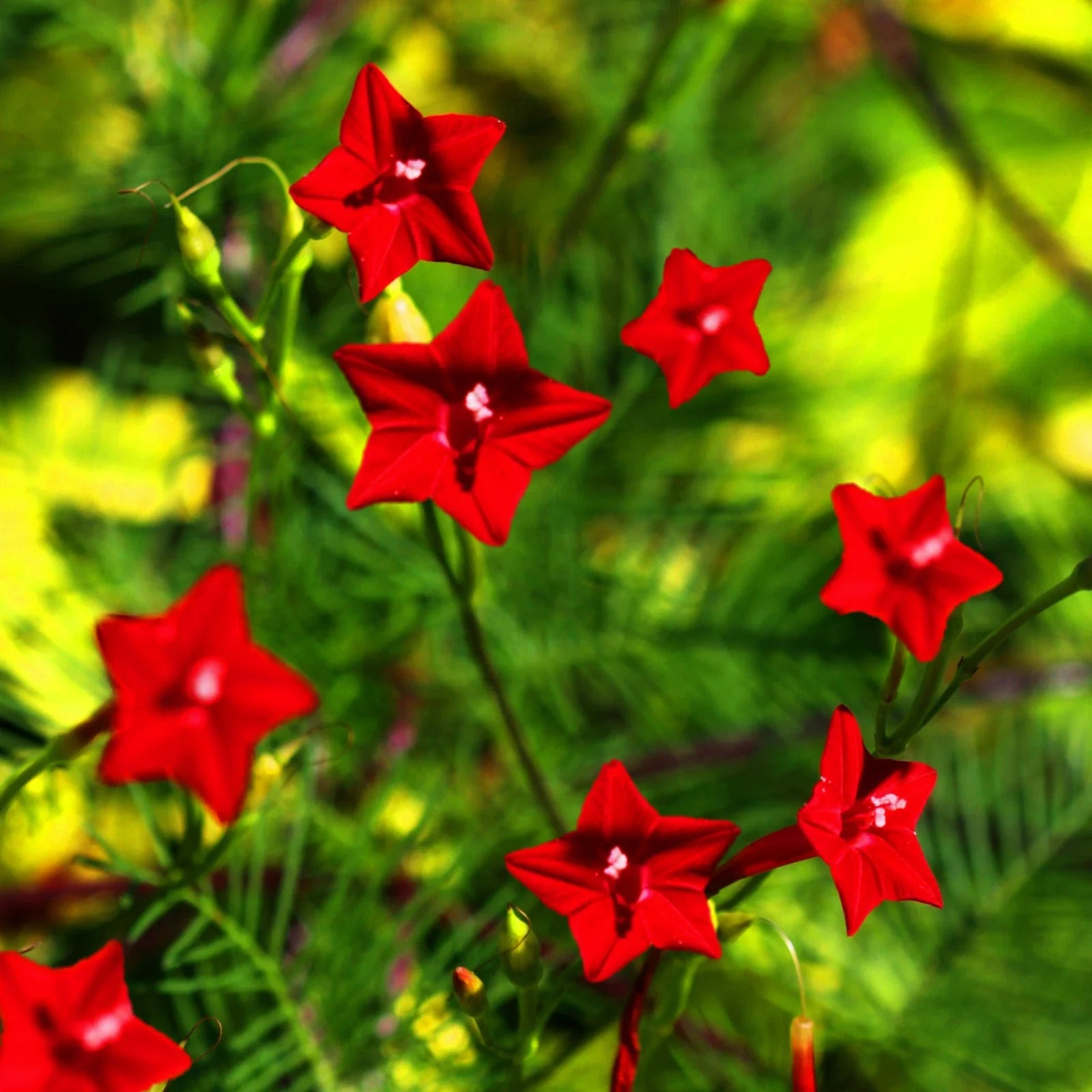 Red Cypress Vine Seeds - Ipomoea Quamoclit Cardinal Climber, Fast-Growing Red Flowering Climbing Vine for Trellises and Gardens