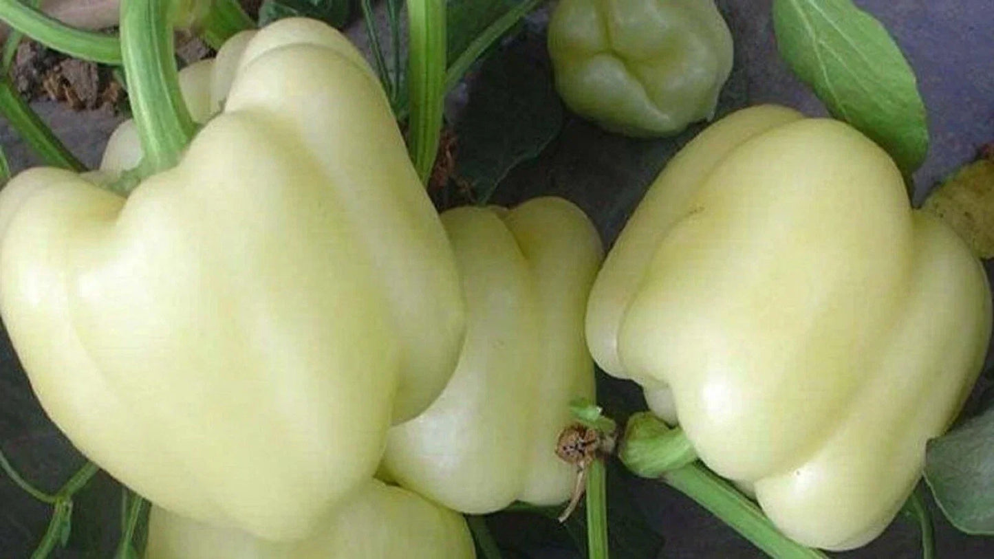 White Bell Pepper Seeds - 50+ Non-GMO Heirloom Capsicum annuum for Home Gardening