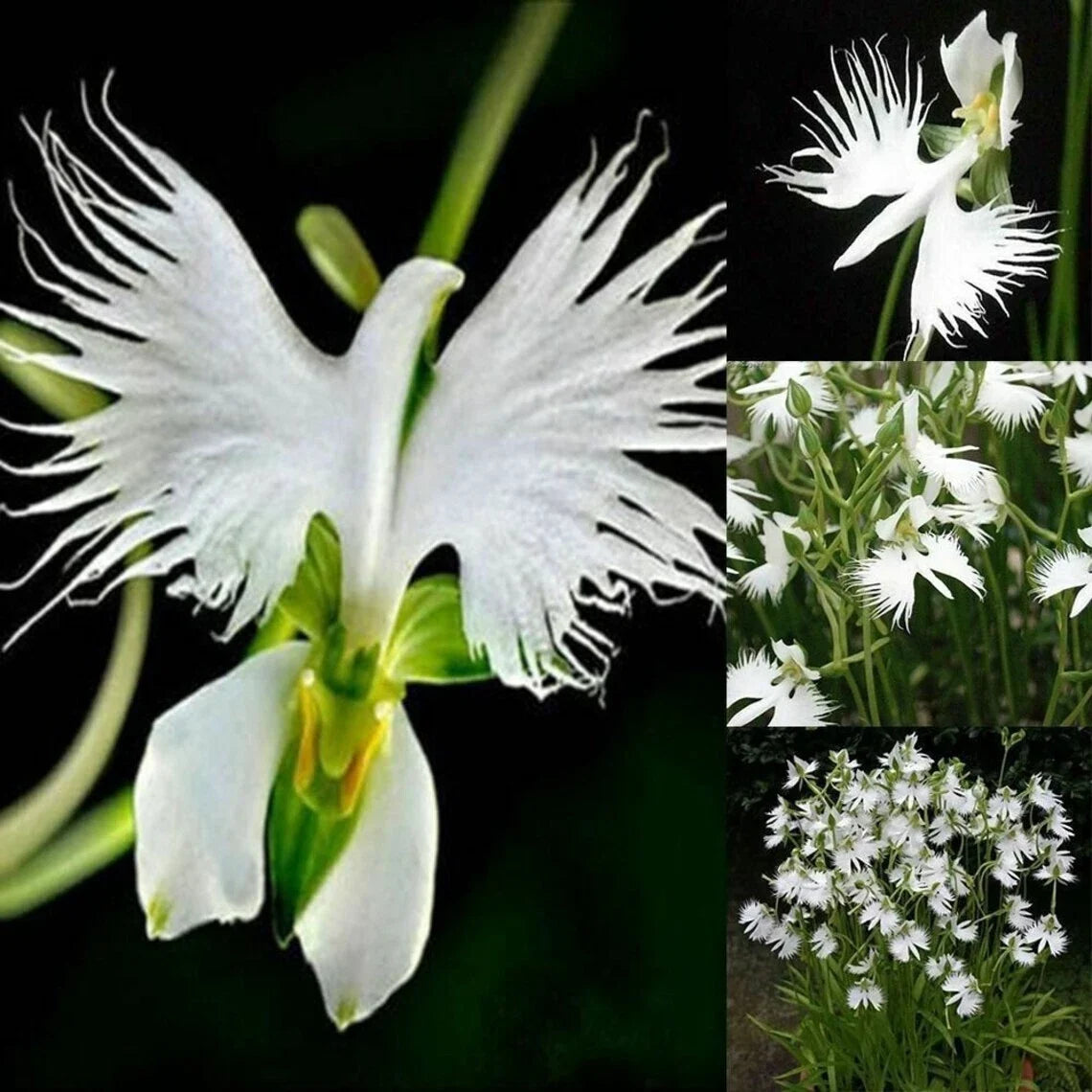 Radiata White Egret Orchid Seeds - 50 Pcs Japanese Dendrobium for Indoor & Outdoor Gardening