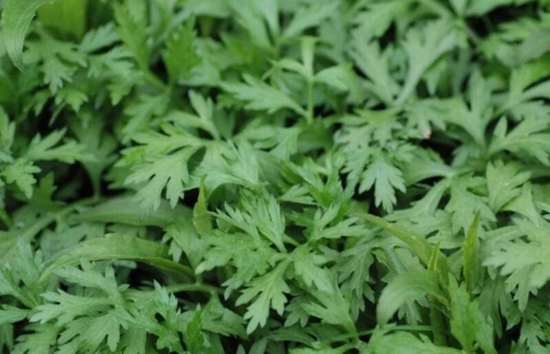Organic Mugwort Starter Plants - Artemisia vulgaris, Pesticide-Free, Garden-Grown, Hardy Perennial, Full Sun, Bushy, 15 Plants