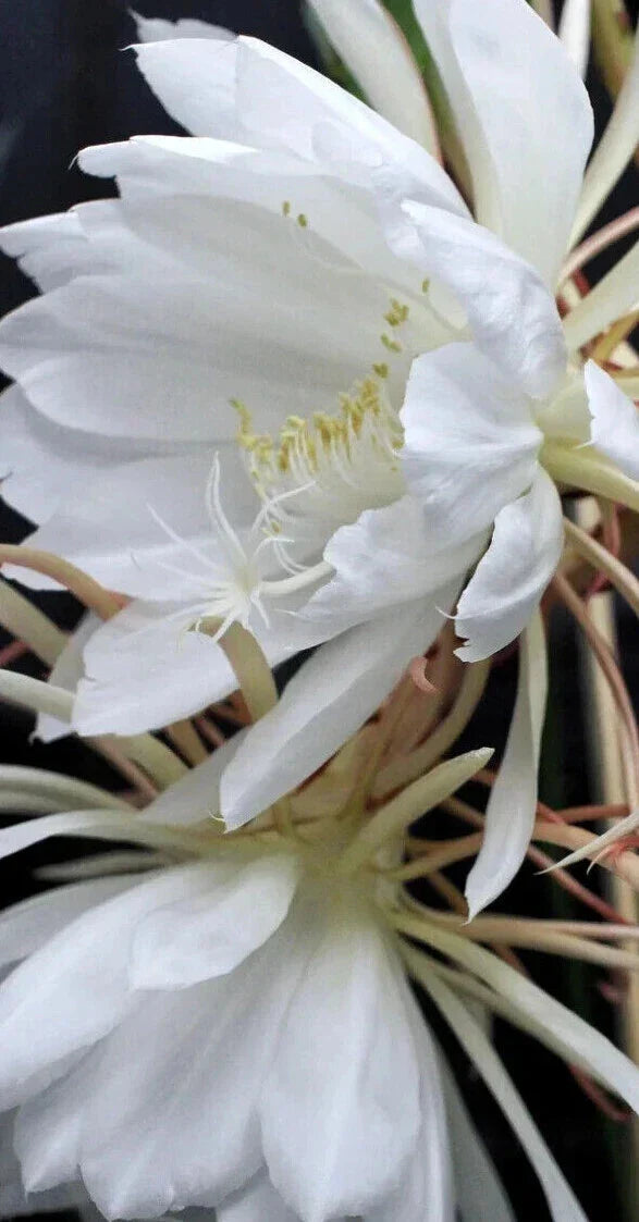 Epiphyllum Oxypetalum - Queen of the Night - Blooming Cereus Cactus Succulent