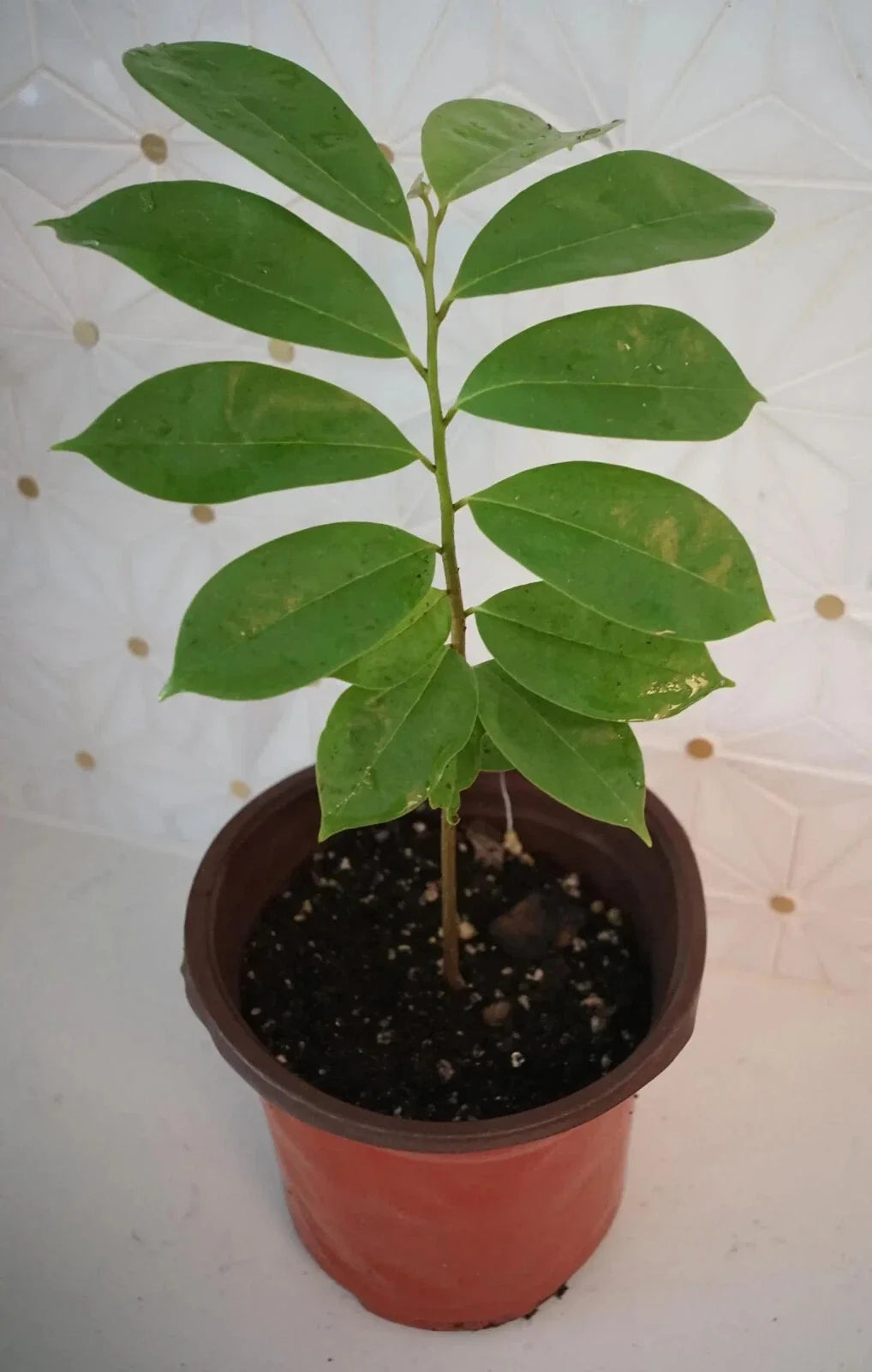 Soursop Tree in 5" Pot, Guanábana, Tropical Fruit Tree, Annona muricata, Exotic Fruit Plant for Patio or Indoor