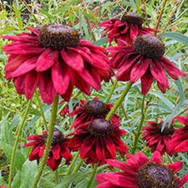 Cherry Brandy Coneflower Seeds, Echinacea purpurea, Perennial Flower Seeds for Garden, Pollinator Attracting, Drought Tolerant