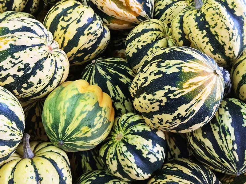 Carnival Squash Seeds - Pack of 25+ - Heirloom Cucurbita pepo, Vibrant Colorful Squash for Garden Planting