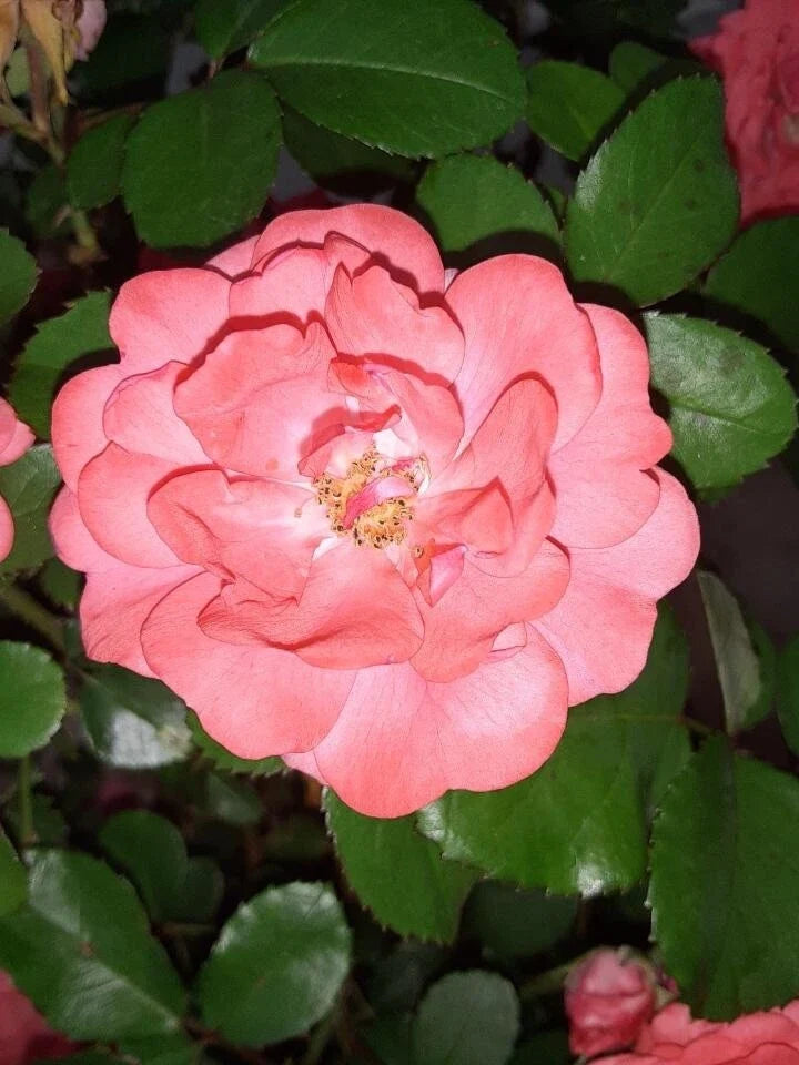 Coral Floribunda Rose Cuttings – Rosa 'Floribunda' – Vibrant Blooming Garden Plants for Containers & Beds