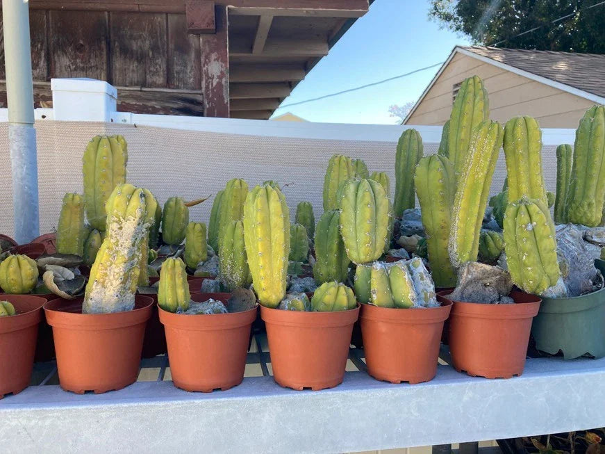 Echinopsis Cactus - Rooted Starter Plant - Ornamental Desert Cactus - Non-Variegated Echinopsis spp.