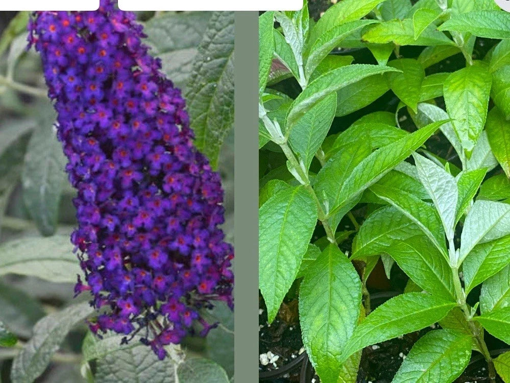 Buddleja davidii Dark Dynasty Butterfly Bush Live Plant – 1 Rooted Cutting, Pollinator Attracting, Drought Tolerant