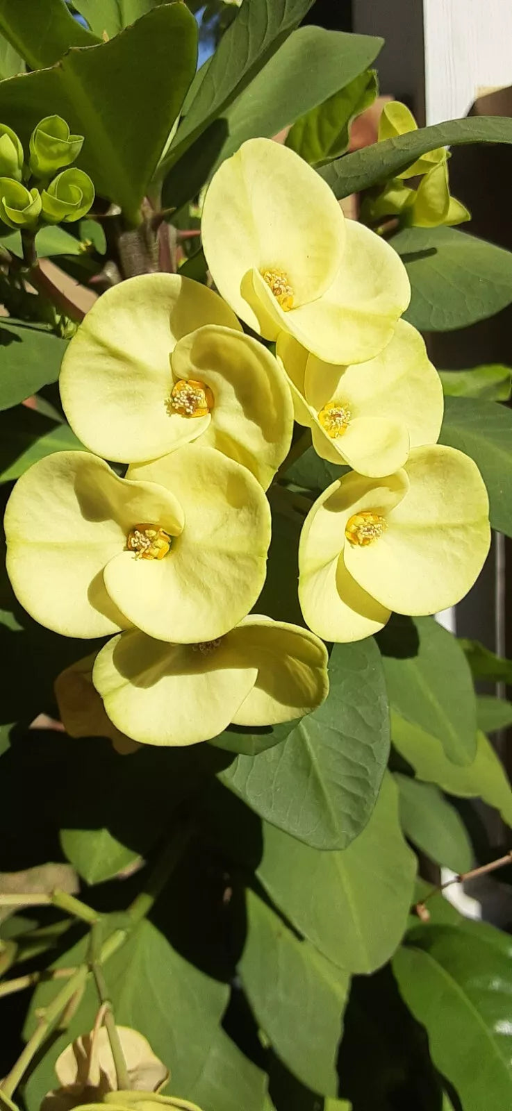 Light Yellow Crown of Thorns Cutting, Euphorbia milii, Indoor Succulent, Drought-Tolerant, Easy to Grow, No Roots
