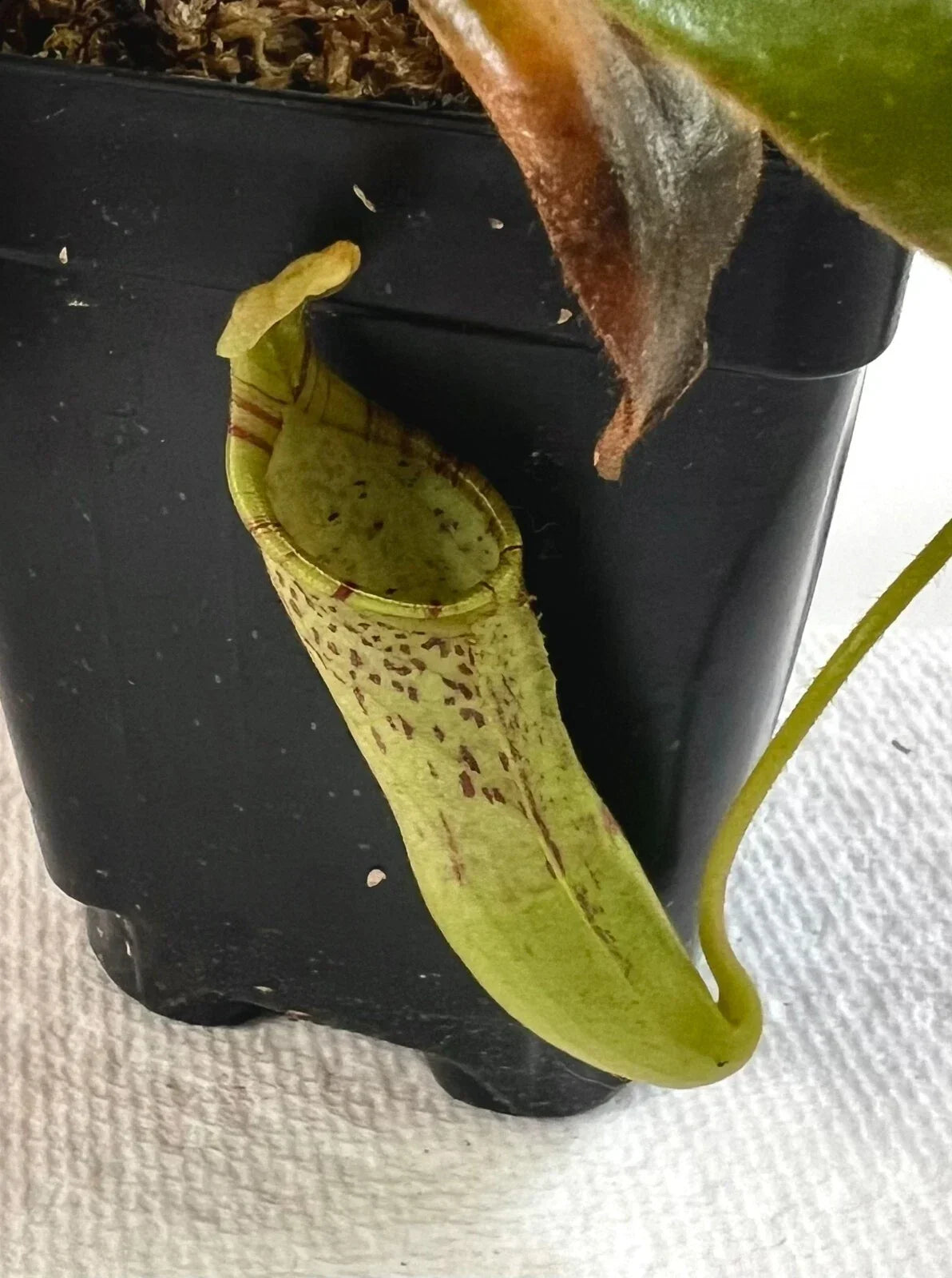 Nepenthes Epiphytica x Mollis AW SG - Exotic Carnivorous Pitcher Plant for Indoor and Terrarium