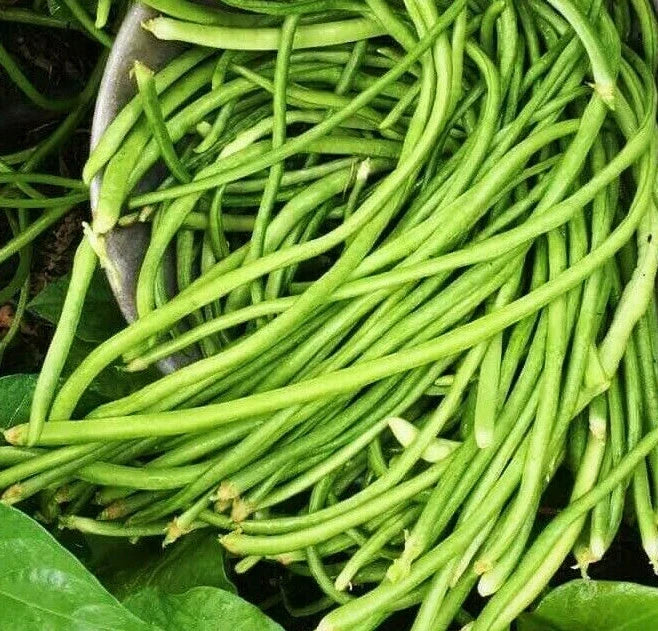 White Yard Long Bean Seeds - Asparagus Green Chinese Heirloom Vigna unguiculata subsp. sesquipedalis for Garden, Cooking