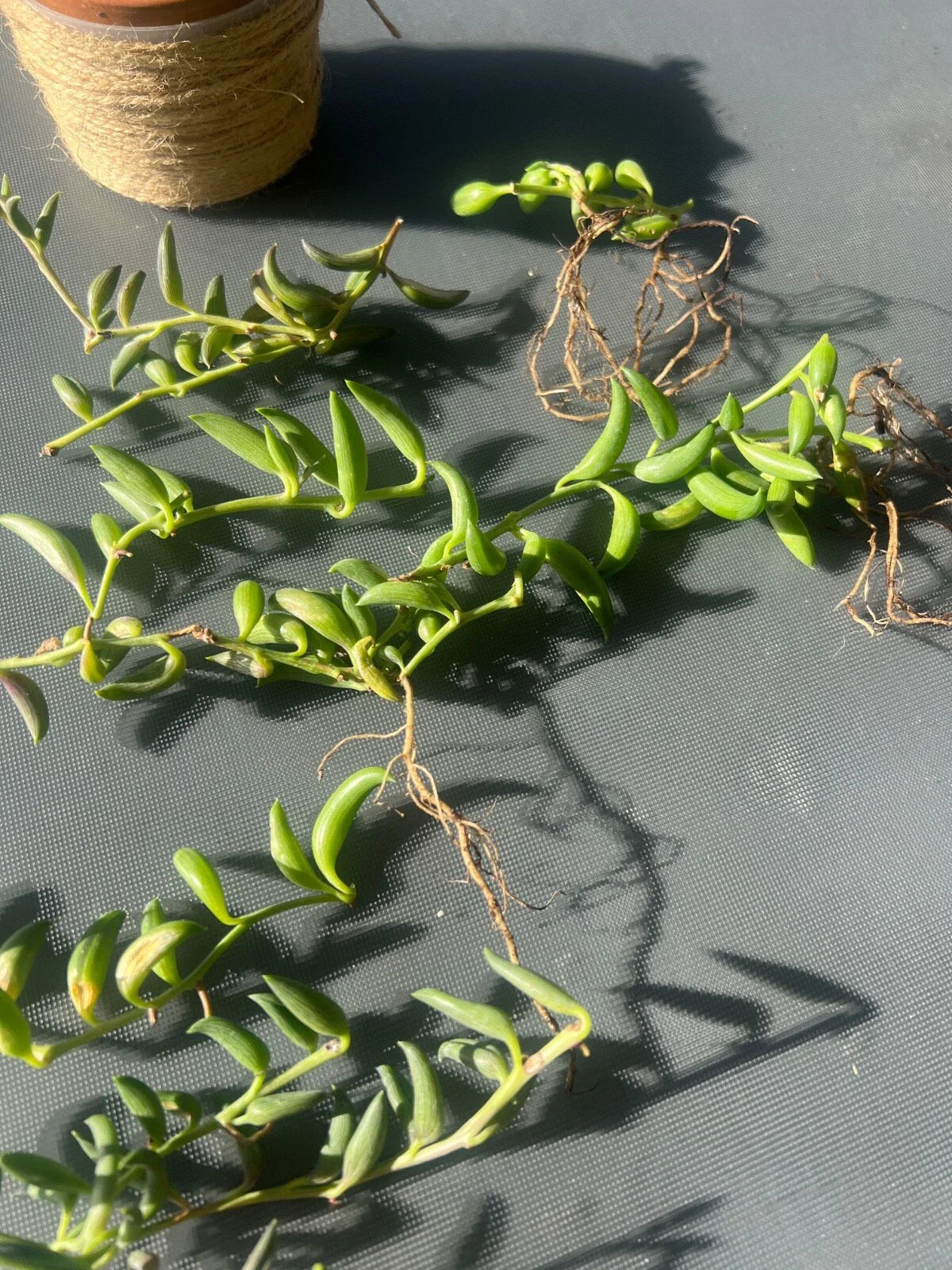 String of Bananas Cuttings - 3 pcs Senecio radicans Indoor Succulent Propagation Plant
