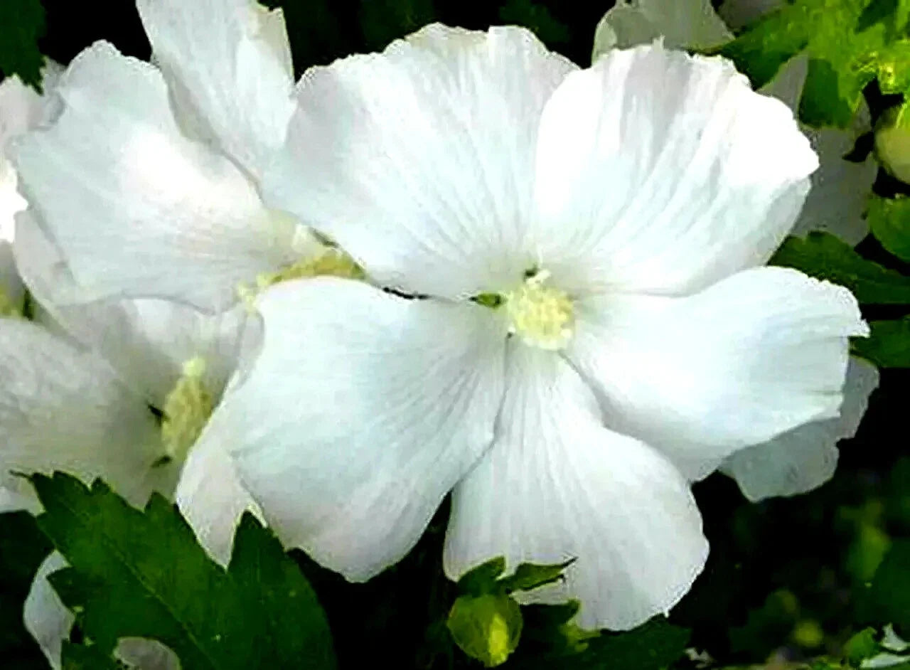 White Rose of Sharon Hibiscus syriacus Starter Plant | Bare Root, Fast Growing, Low Maintenance, Solid White Blooms