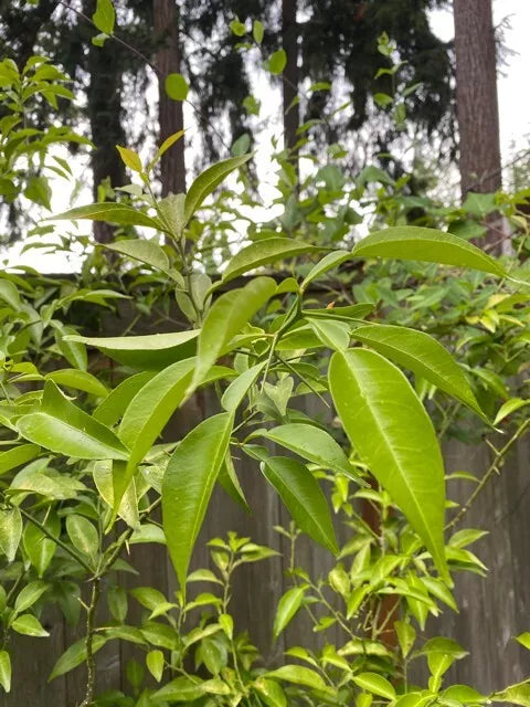 Yuzu Citrus Tree Cuttings 4-Pack | Cold Hardy Fragrant Fruits | Citrus junos | Japanese Cooking