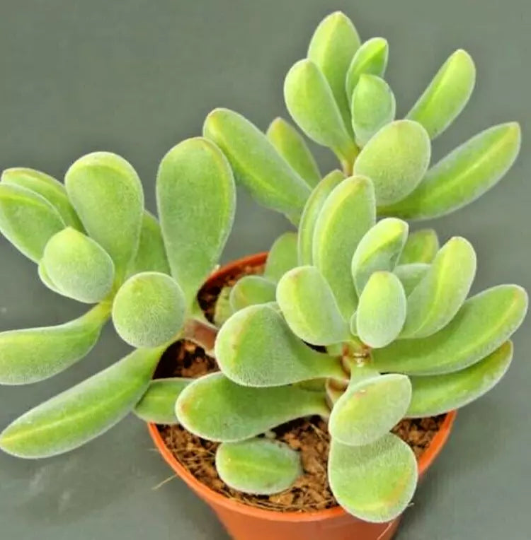 Succulent Crassula Rogersii Velvet Club Live Plant with Yellow Blooms – Easy Care, Full Sun, 12 Inches