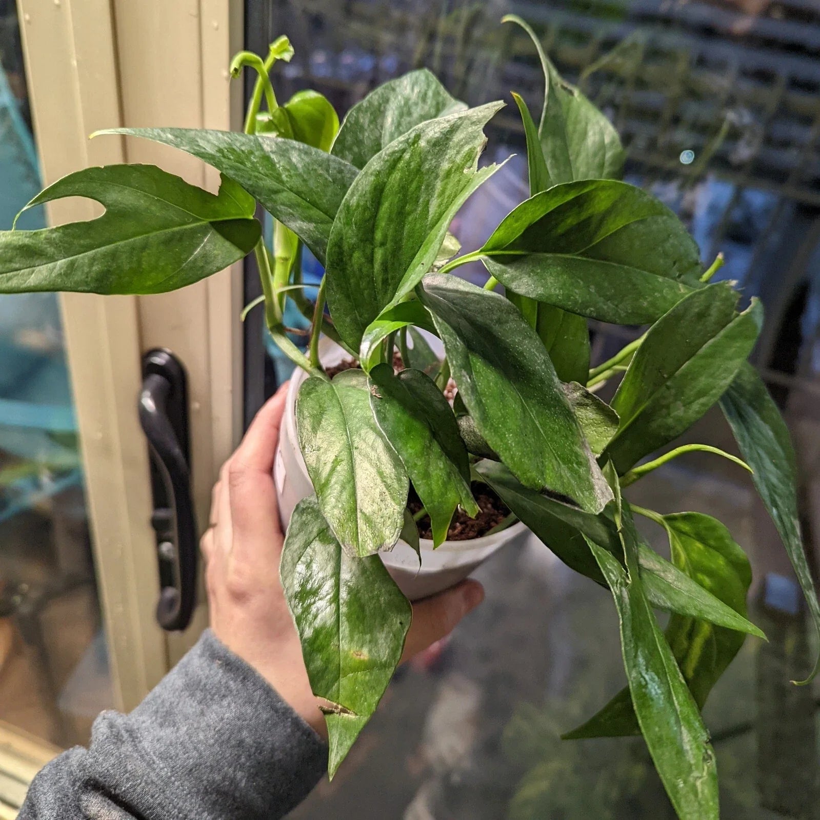 Pothos Baltic Blue Plug – Live Well-Rooted Epipremnum aureum Rare Aroid for Indoor Plants, Climbing or Hanging, 4-Inch Starter Plant