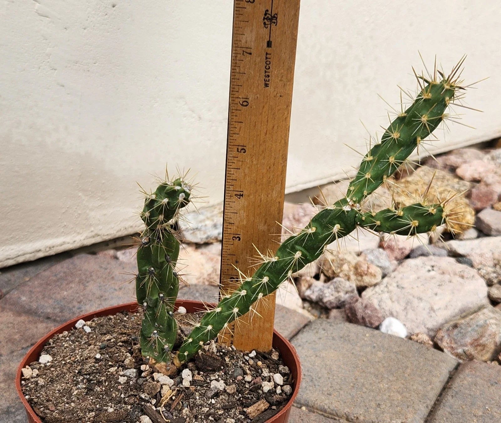 Live Rooted Cactus Plant - Cylindropuntia imbricata - Tree Cholla - Pueblo Colorado Native Succulent