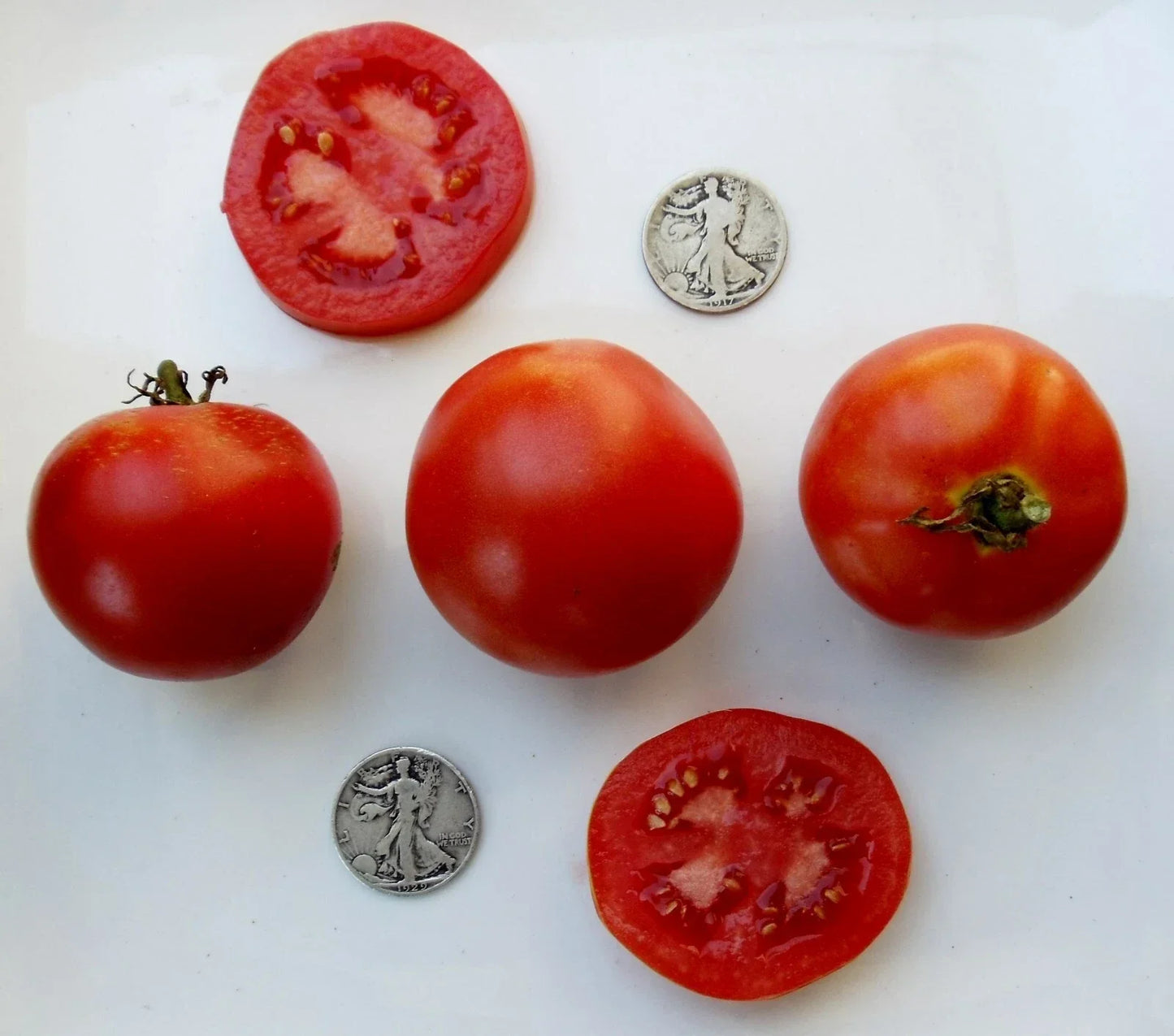 Super Sioux Fresh Seeds - 25 Pack Heirloom Non-GMO Tomatoes for Home Gardens
