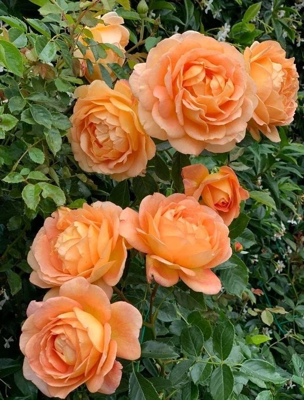 Climbing Lady of Shalott Rose Live Plant in 1-Gallon Pot, Rosa 'Lady of Shalott', Fragrant, Disease-Resistant, Pink & Cream