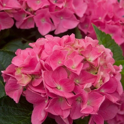 Vienna Pink Hydrangea Seeds - 5 Perennial Flower Seeds for Hardy Hydrangea macrophylla Bush
