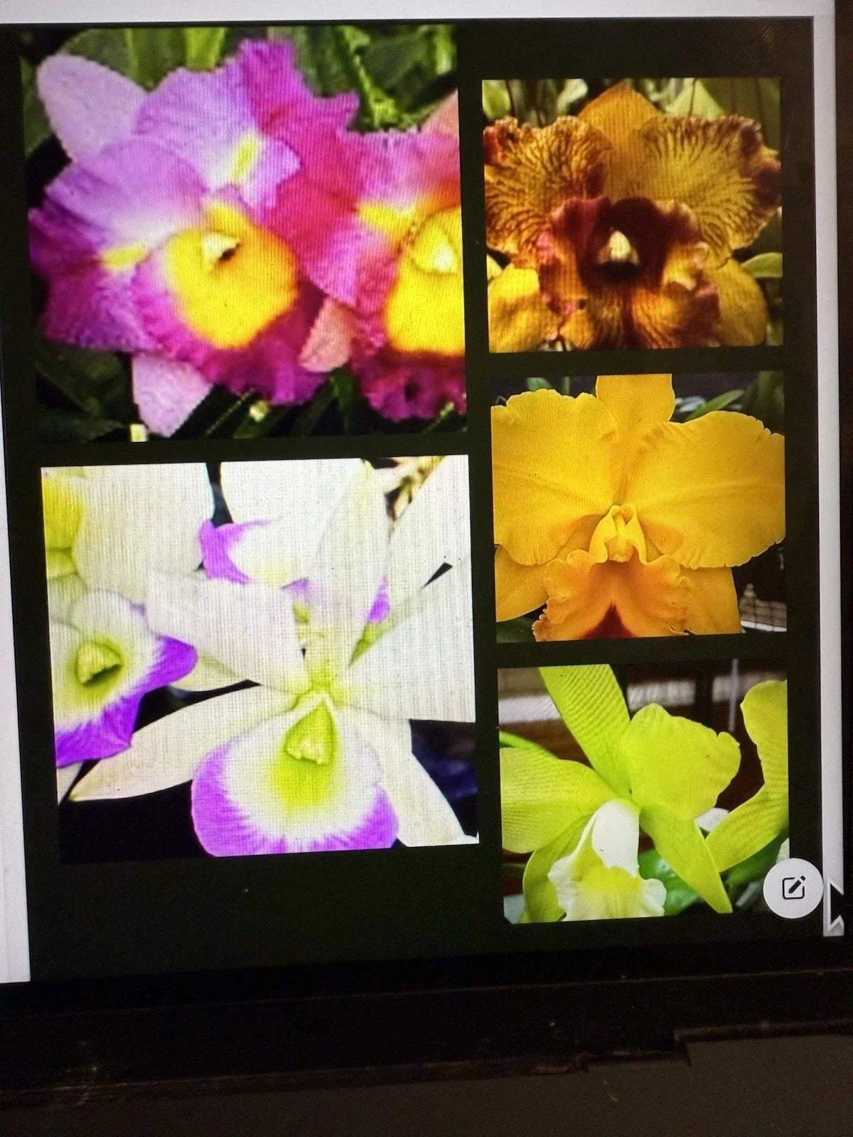 Cattleya Orchid Plant Bare Root – 1-3 Stems, Unique Cattleya Variety, Epiphytic, Bright Blooms, No Pot or Tag