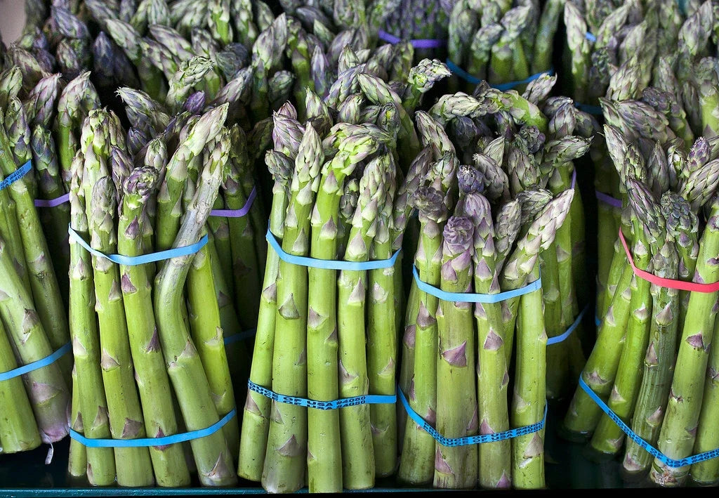 Asparagus Seeds - 100 Count - Mary Washington Variety - Asparagus officinalis - Perennial Vegetable for Home Gardens