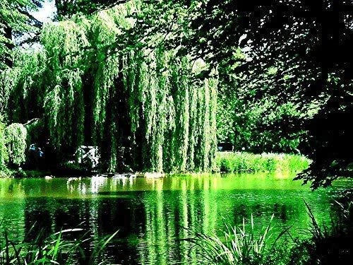 Weeping Willow Tree Cuttings - Golden Weeping Salix babylonica - Arching Branches for Garden Landscaping