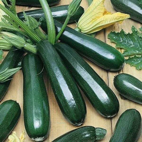 Organic Heirloom Dark Green Zucchini Squash Seeds - Non-GMO Cucurbita pepo, 25 Packets for Home Garden & Container Planting