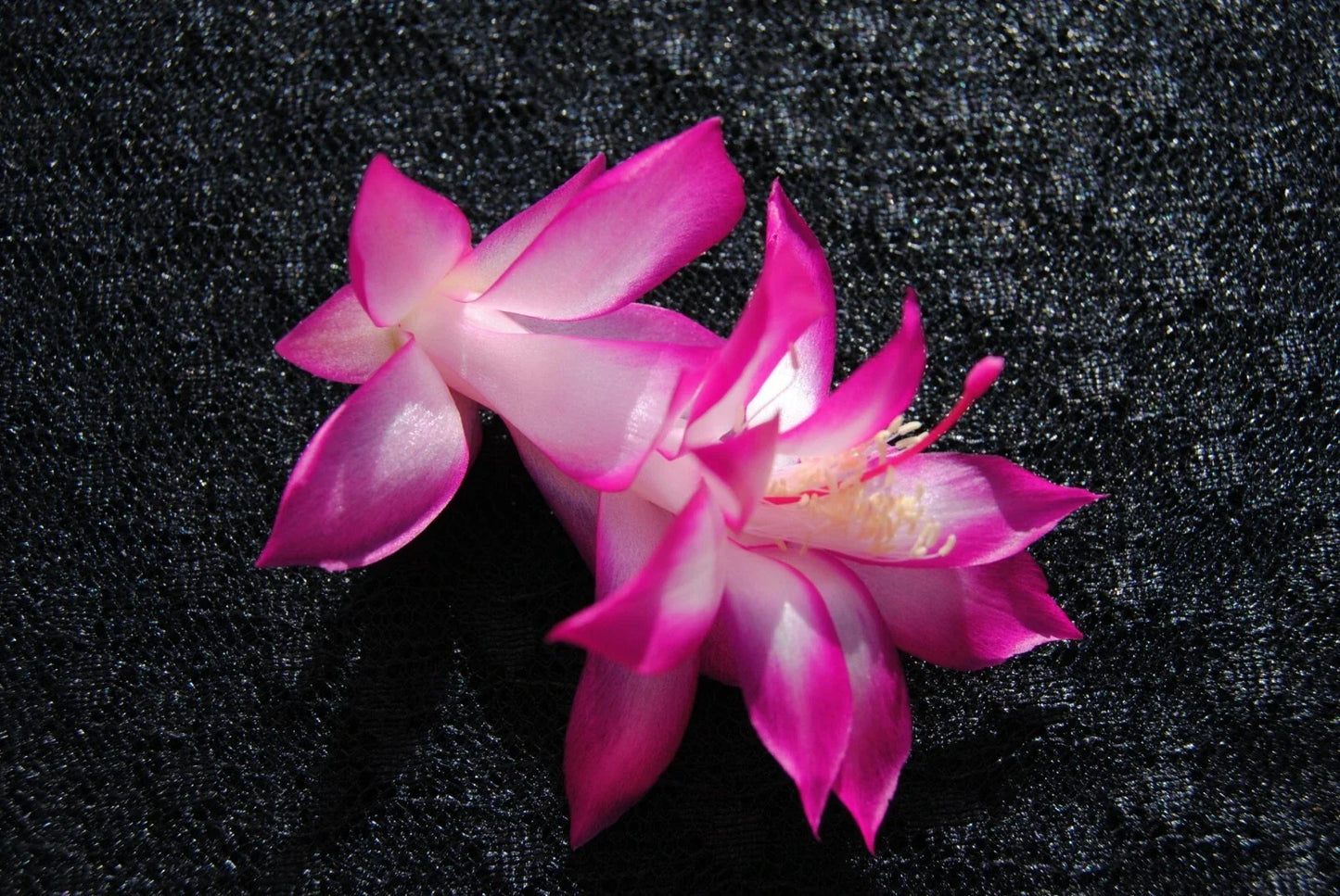Christmas Cactus Starter Plant - East India Silk Schlumbergera Truncata Well Rooted for Home Decor or Gifting