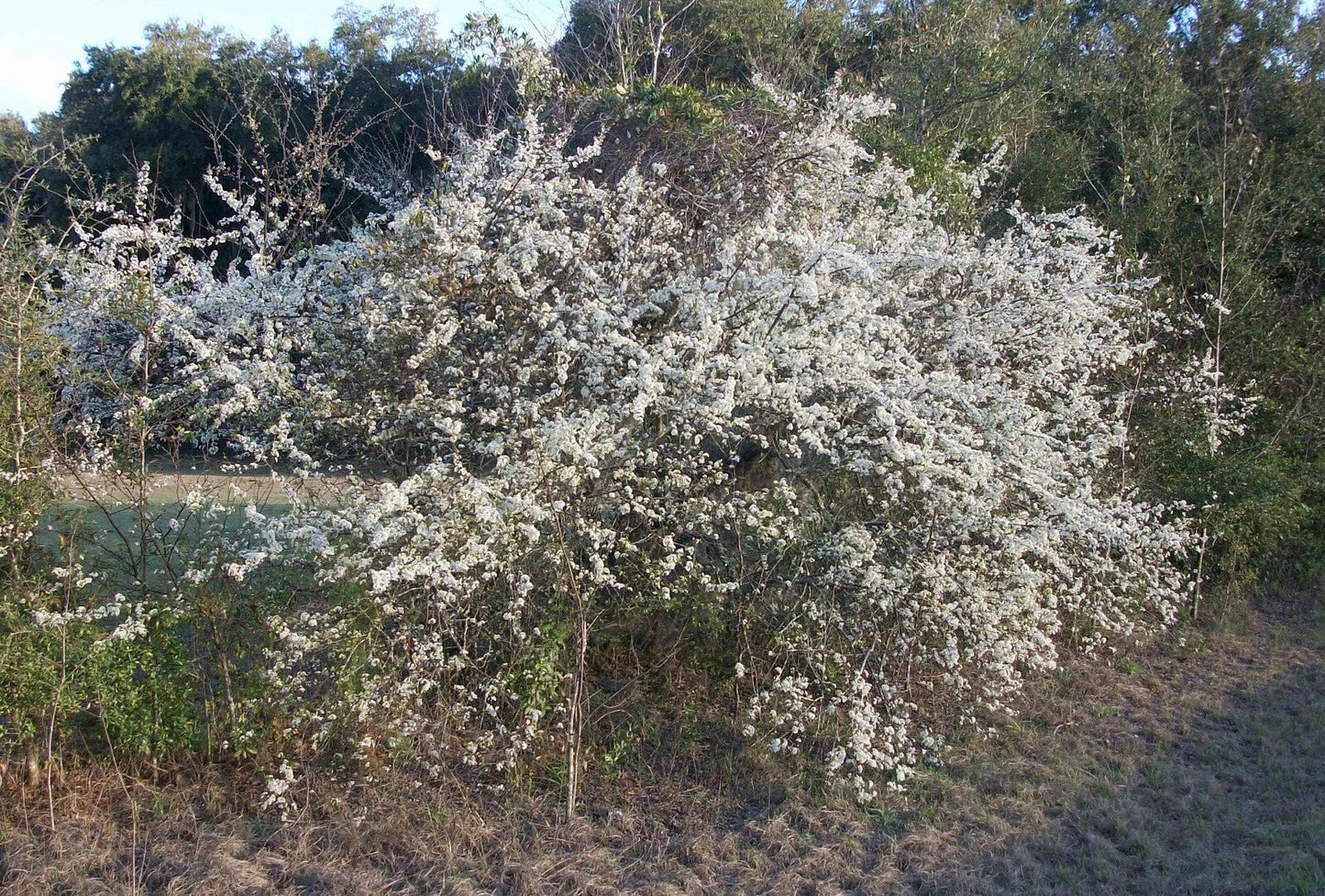 Wild Plum Tree Live Plant 12-18 Inches Prunus spp. Hardy Zones 5-9 Freshly Dug Small Tree or Shrub