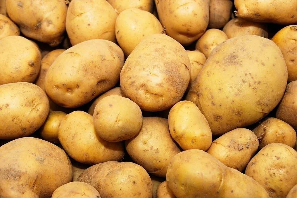 Kennebec Seed Potatoes for Planting, High Yield, White Skin, Solanum tuberosum