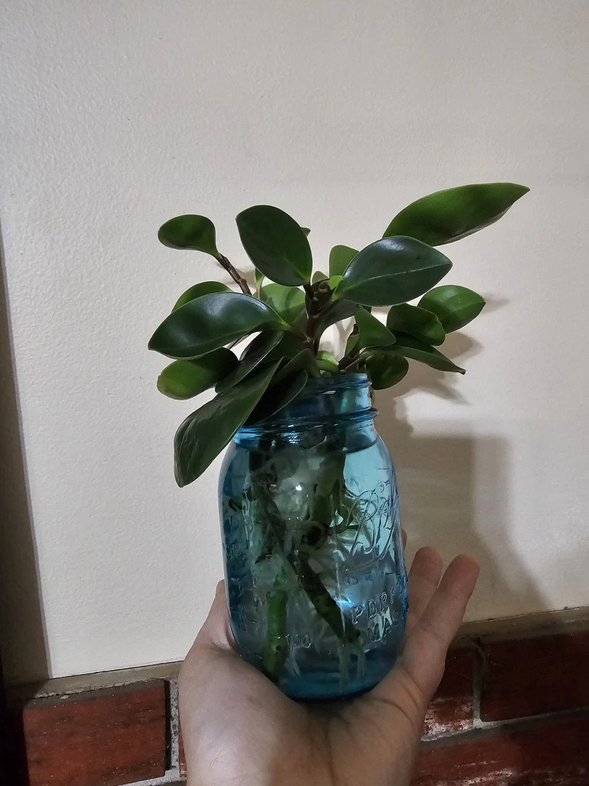 Rooted Baby Rubber Plant Cutting - Ficus elastica - Indoor Houseplant, Easy Care, Air Purifying