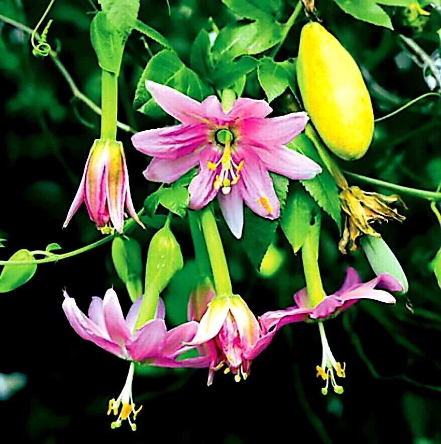 Banana Passionfruit Seeds - 10 Pack, Passiflora Mollissima, Fast-Growing Vine for Trellises & Fences, Exotic Fruit & Flowers