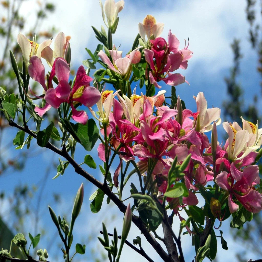 Pink Orchid Tree Seeds - Bauhinia monandra Tropical Butterfly Flower, Rare Exotic Plant for Gardens & Containers