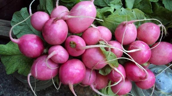 Pink Beauty Radish Seeds - Raphanus sativus - 600+ Fresh Non-GMO Seeds for Salad & Garden Planting