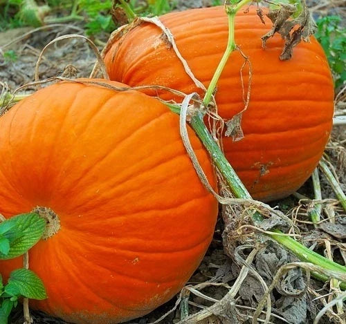 Large Heirloom Pumpkin Seeds for Carving, Cucurbita pepo, Flat Bottoms, Thick Flesh, Autumn Decoration