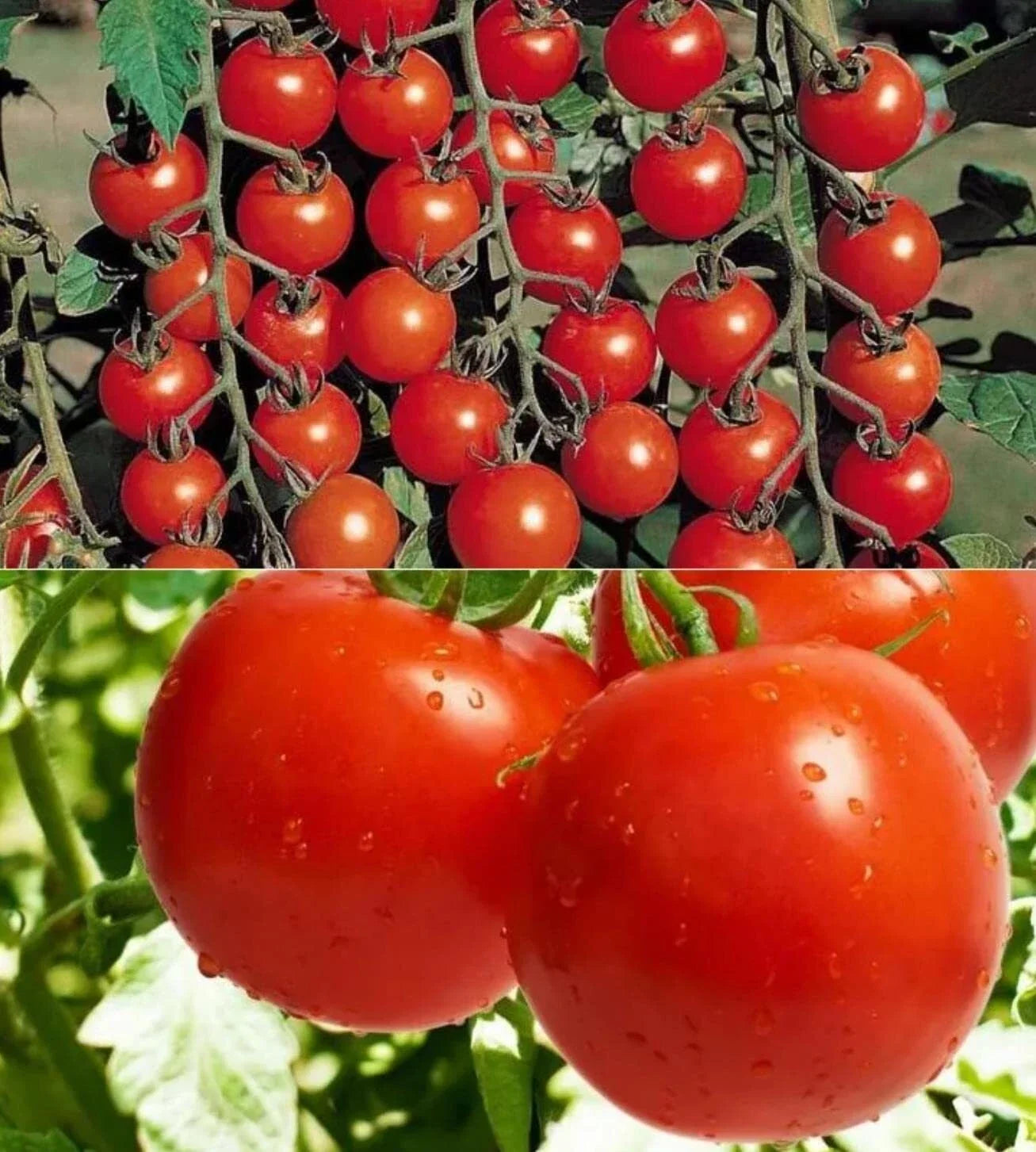 Cherry Tomato Seeds 320+ Count Heirloom Solanum lycopersicum for Home Garden, Container, Full Sun