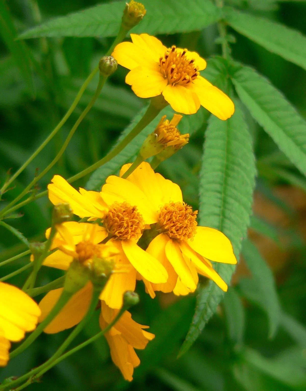 Marigold Seeds - 75 Count Mexican Mint Herb Spice - Tagetes lucida - GroCo USA