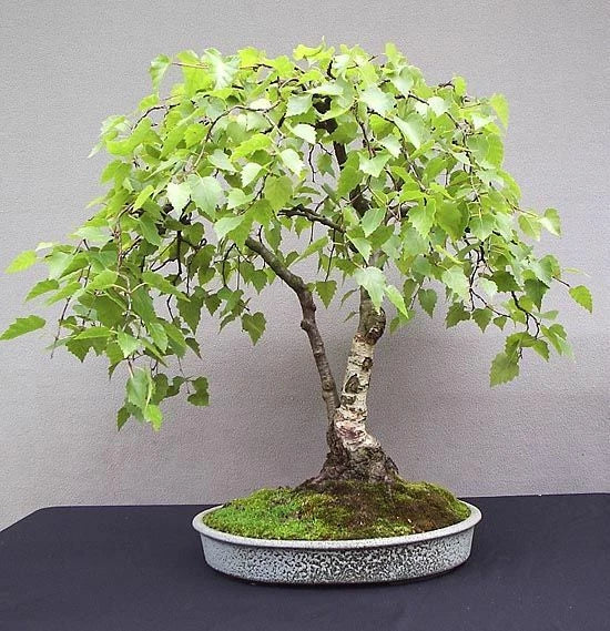 White Paper Birch Tree Seeds - 100 Pack for Bonsai Betula papyrifera Ornamental Tree Seeds