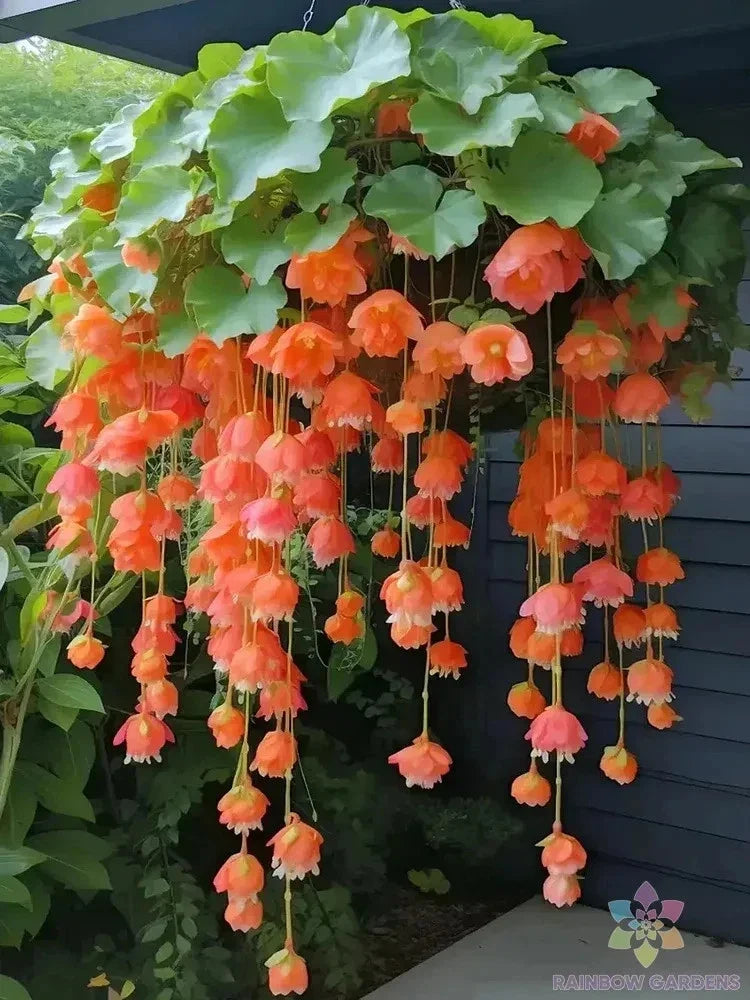 Orange Weeping Begonia Seeds - 25 Premium Begonia x tuberhybrida for Garden & Hanging Baskets
