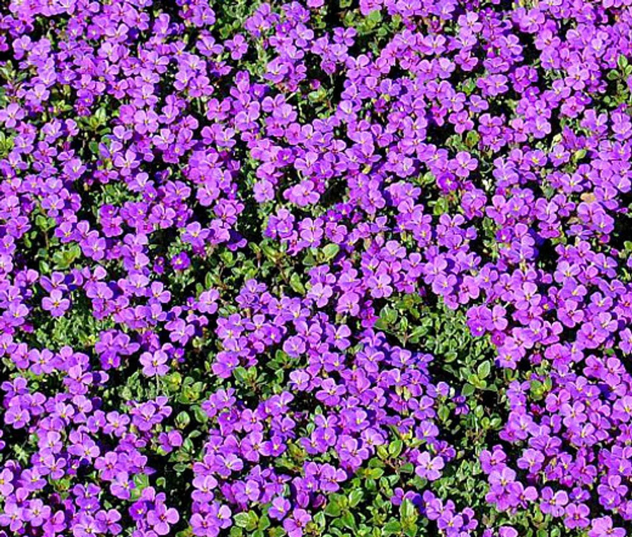 Purple Rockcress Seeds - 200+ Perennial Ground Cover Aubrieta deltoidea with Purple Flowers
