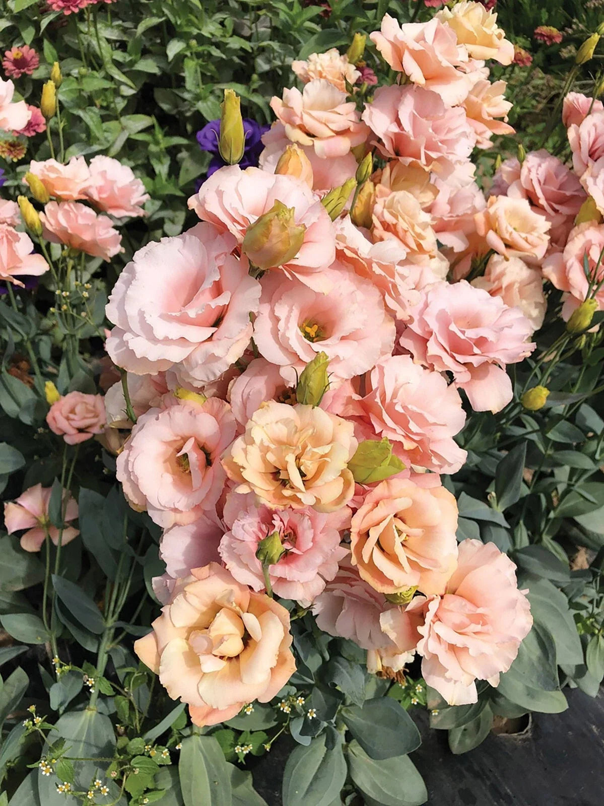 Lisianthus Plug 3-inch Apricot Eustoma grandiflorum Starter Plant for Gardens & Bouquets