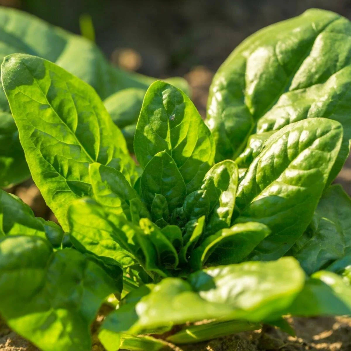 Noble Giant Spinach Seeds | Slow Bolting Green Leaf Lettuce | Spinacia oleracea | Home Garden, Cold Hardy, Annual Leafy Green