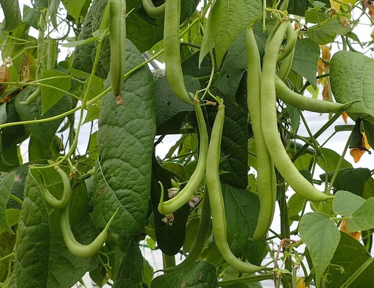 Strike Bush Green Bean Seeds NON-GMO | Heavy Yields Phaseolus vulgaris