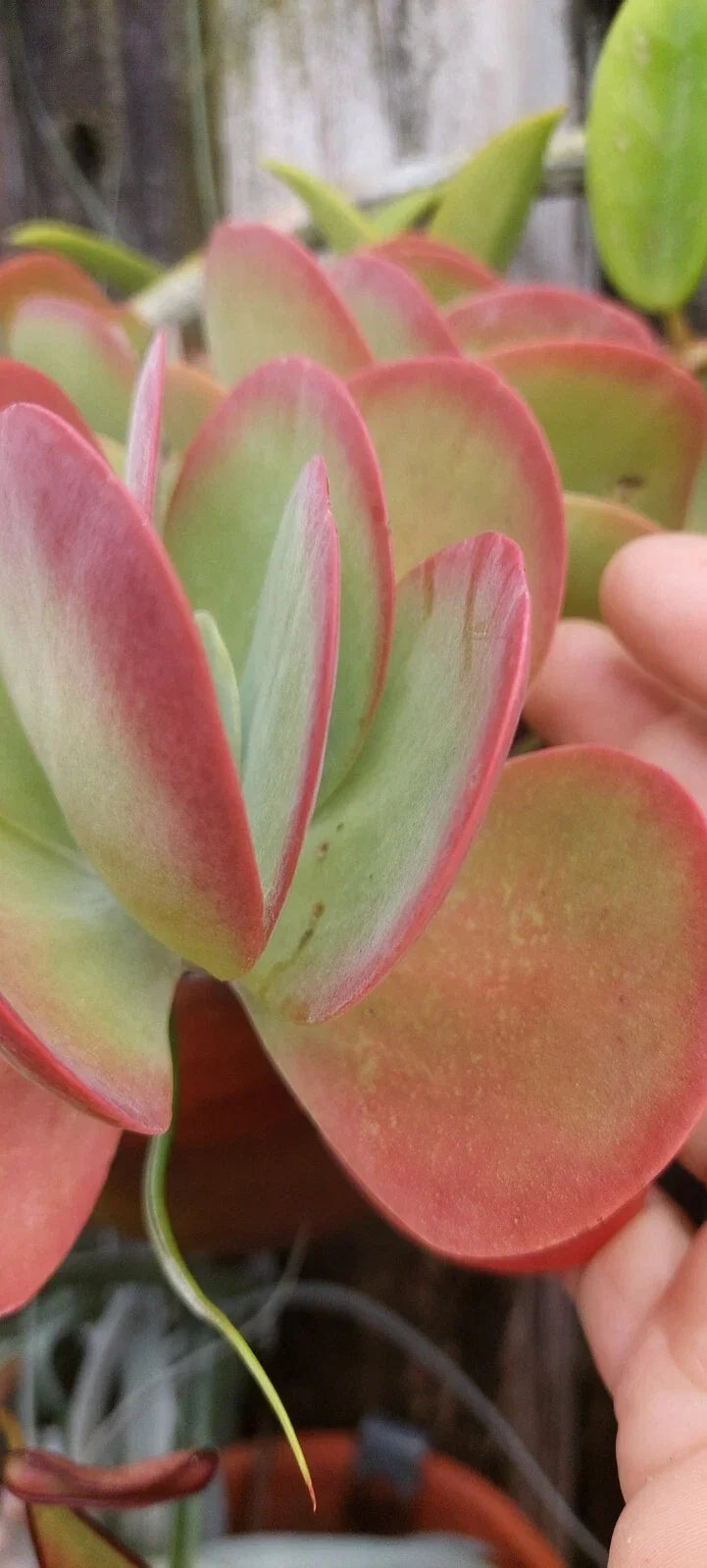 Flapjack Kalanchoe Succulent Live Plant - Paddle Leaf Kalanchoe luciae in 4-inch Pot