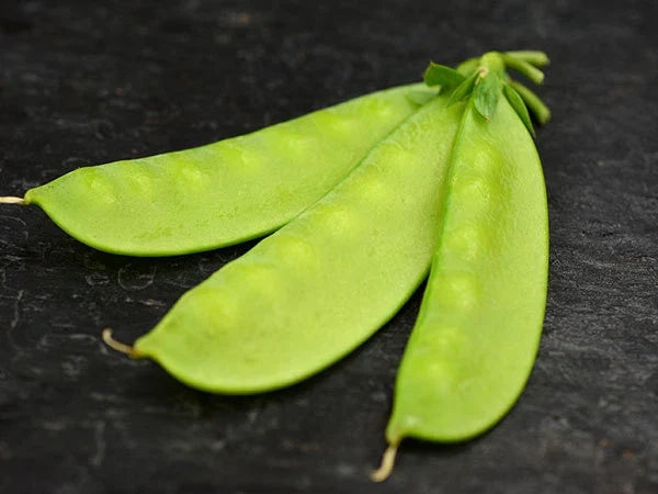 Mammoth Melting Sugar Pea Seeds - Non-GMO Heirloom Pisum sativum for Garden, Container & Vertical Growing