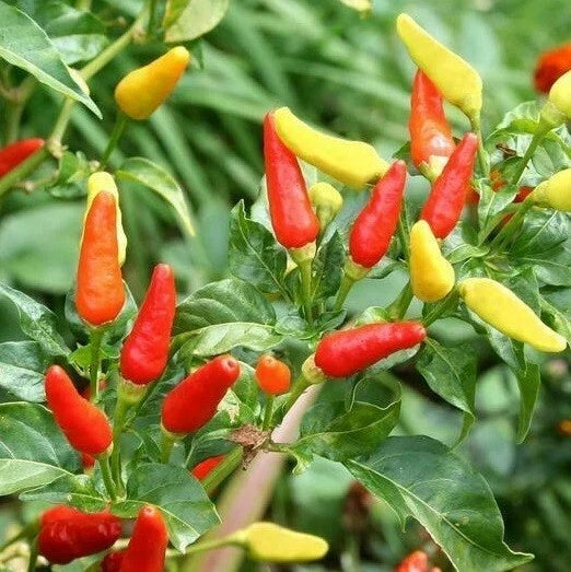 Tabasco Hot Pepper Seeds - 20-1000 Count, Colorful Capsicum frutescens for Homemade Hot Sauce & Gardening