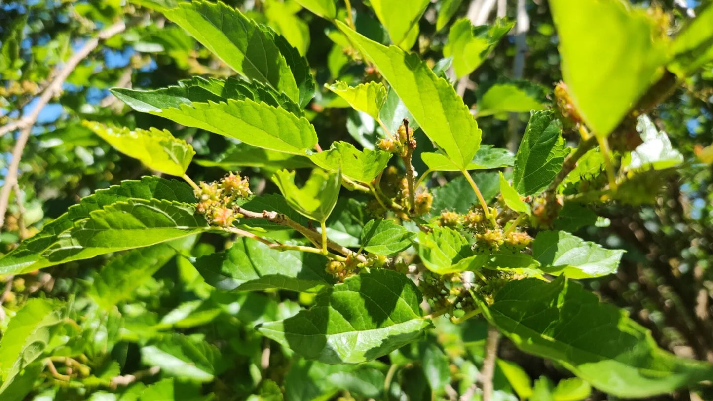 Assorted Mulberry Cuttings - Dwarf Everbearing Morus nigra for Home Gardens & Edible Landscaping