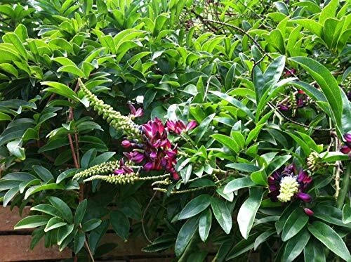 Evergreen Wisteria Seeds - Bright Pink Climbing Flower Perennial Seeds for Trellises & Fences (Wisteria floribunda)