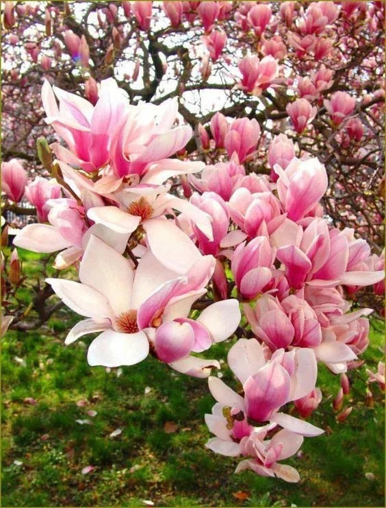 Chinese Magnolia Seeds - 5 Pack, Fragrant Tulip-Shaped Blooms, Magnolia denudata, Garden Tree, Ornamental Flower Seeds